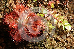 Sundew or Drosera tokaiensis is Carnivorous plant Trap tiny insects