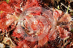 Sundew or Drosera tokaiensis is Carnivorous plant Trap tiny insects