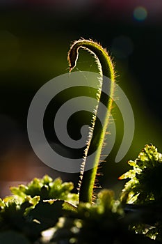 Sundew - Insect eating plant