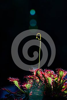 Sundew - Insect eating plant