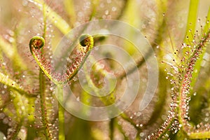 Sundew insectivorous plants of Drosera