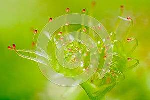 Sundew leaf - Drosera peltata