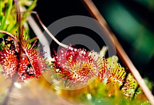 sundew leaves - carnivorous plant macro photo