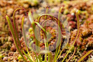 Sundew meat eating plant