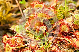 Sundew plant