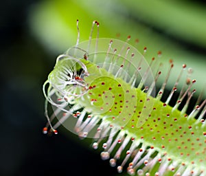 Sundew plant