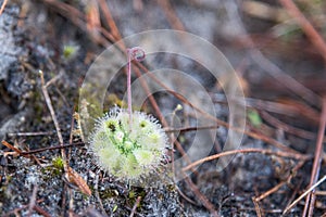 Sundew plant with dewdrop on leaf