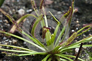 Sundew plant with sticky mucilage to catch insects