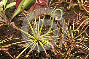 Sundew plant with sticky red mucilage to catch insects in garden