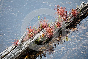 Sundew Plants