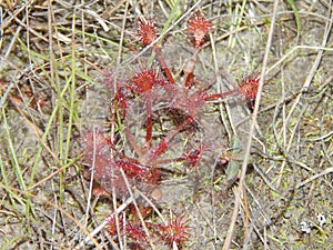 Sundew Plants in the Aripo Savannas