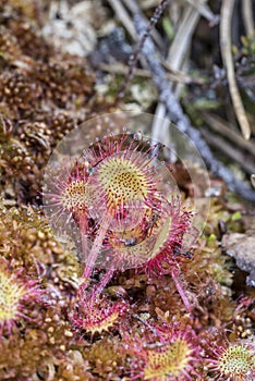 Sundew rotundifolia in Sphagnum bog in the Highlands of Scotland.