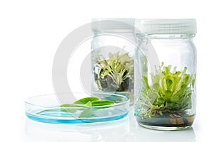 Sundew (Carnivorous Plant),Plant tissue culture