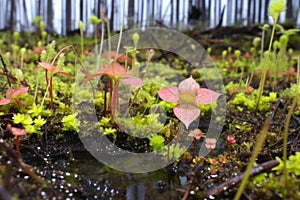 sundews and bladderworts in a peatland habitat