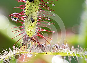 Sundews carnivorous plant