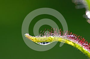 Sundews carnivorous plant