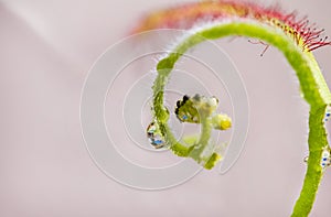 Sundews carnivorous plant with water drops