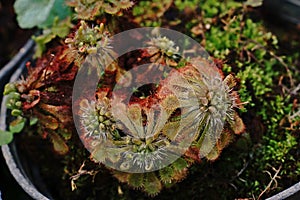 Sundews;carnivorous plants