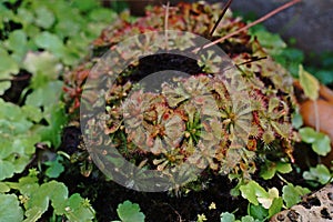 Sundews;carnivorous plants