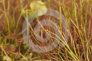 Sundews Drosera