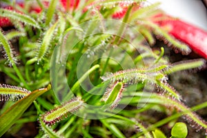 Sundews, Drosera Capensis carnivorous plant close-up view