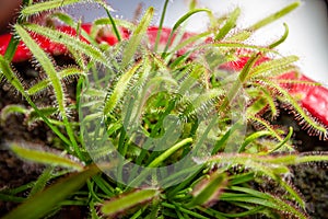 Sundews, Drosera Capensis carnivorous plant close-up view