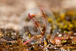 Sundews - Drosera - carnivorous plant