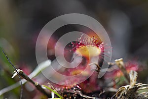 Sundews in free nature