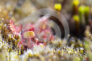 Sundews with tears in free nature