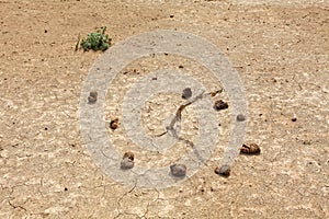 Sundial from animal faeces in the desert Gobi Desert, Mongolia