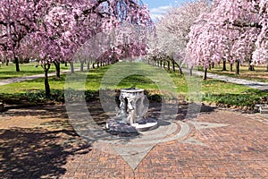 Sundial and Beautiful Pink Cherry Blossoms with Trees in Full Bloom and No People in Fairmount Park, Philadelphia, Pennsylvania