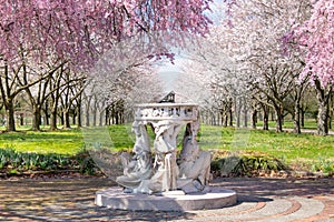 Sundial and Beautiful Pink Cherry Blossoms with Trees in Full Bloom and No People in Fairmount Park, Philadelphia, Pennsylvania