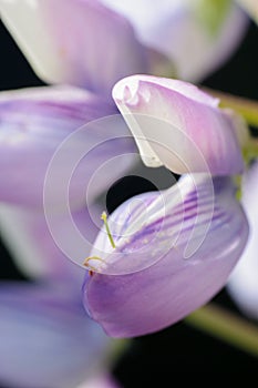 Sundial lupine Lupinus perennis macro take