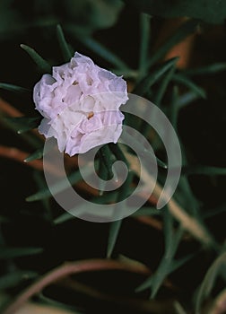 Sundial White Moss Rose