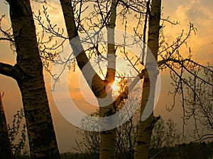 Sundown through bare tree twigs . Tranquil fall sunset landscape with nobody