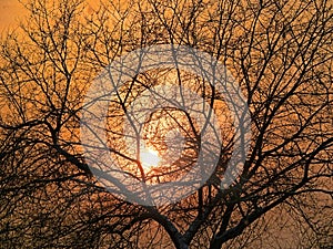 Sundown through bare tree twigs . Tranquil fall sunset landscape with nobody