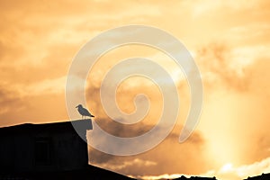 sundown drmatic sky with smoke and bird silhouette background picture