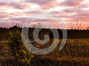 Sundown in a heather landscape with nacreous clouds, a colorful weather phenomenon that rarely occurs in winter