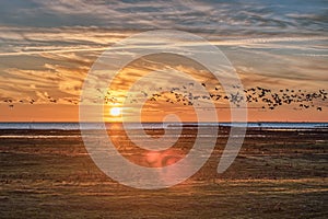 Sundown over the Baltic Sea at Bunkeflo Strandangar. A flock of sea birds is crossing the scene at sunset on the green reserve