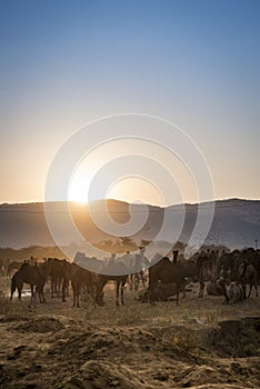 Sundown over Pushkar camel Fair in Rajasthan, India