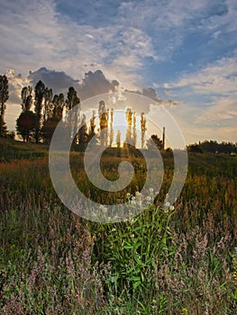 Sundown and shrub. Baskground for decktop. photo