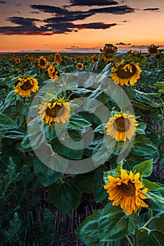 Sundown and Sunflowers