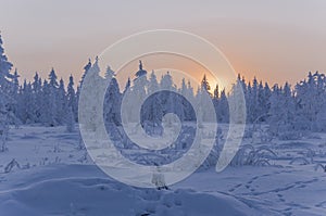 Sundown and sunrises. Winter landscape. Orange sky and silhouettes of trees on the background of heaven. Frosty evening, snow arou