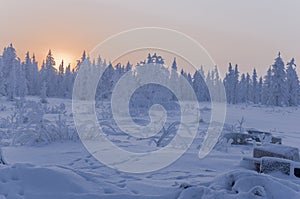 Sundown and sunrises. Winter landscape. Orange sky and silhouettes of trees on the background of heaven. Frosty evening, snow arou