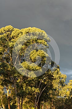 Sundrenched eucalyptus trees against a dark moody sky