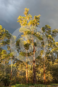 Sundrenched eucalyptus trees against a dark moody sky