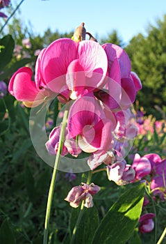 Sundrenched pink sweet peas in meadow
