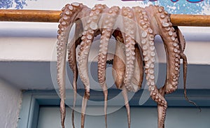 Sundried octopus preparation. Fresh caught mollusks on a wooden stick out of a fish tavern in Naousa, Paros island, Greece