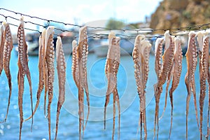 Sundried octopus