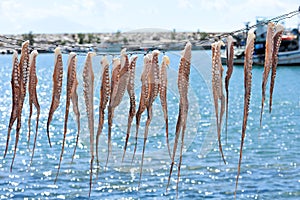 Sundried octopus